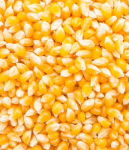 CORN